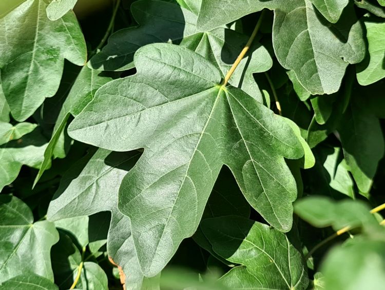 Het blad van Street Pillar. Foto: Plantipp Het blad van Street Pillar. Foto: Plantipp