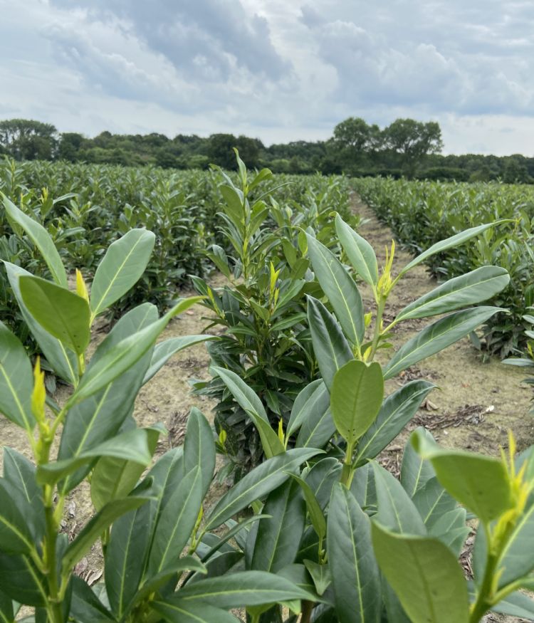 Perceel bemest met Osmocote Preplant, september 2020 Perceel bemest met Osmocote Preplant, september 2020