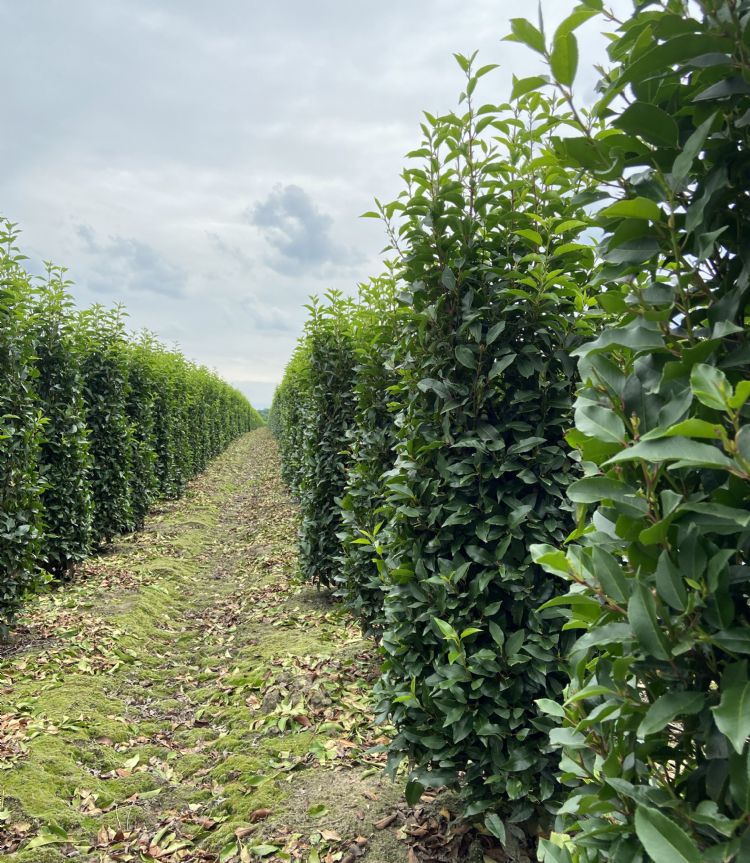 Uniformiteit van solitaire heesters met Osmocote Preplant, aanplant september 2020 Uniformiteit van solitaire heesters met Osmocote Preplant, aanplant september 2020