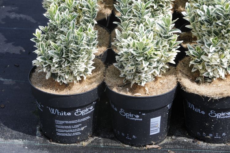 <i>Euonymus japonicus</i> 'White Spire' <i>Euonymus japonicus</i> 'White Spire'