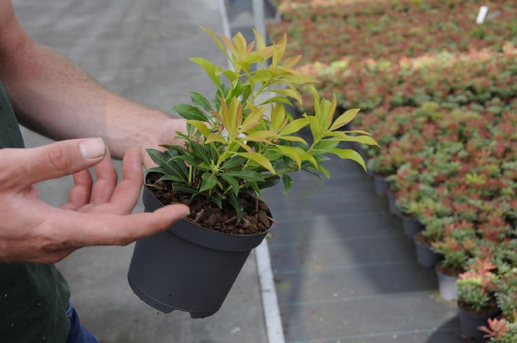 Een pot met drie stekken van <i>Pieris</i>