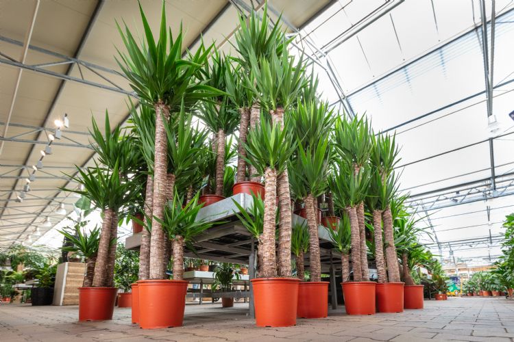 Plantpotten zijn verkrijgbaar in een brede maatvoering Plantpotten zijn verkrijgbaar in een brede maatvoering