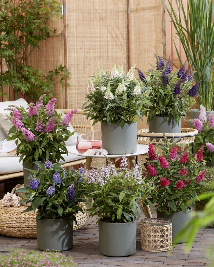 De volledige Butterfly Candy-serie. Foto: Plantipp De volledige Butterfly Candy-serie. Foto: Plantipp