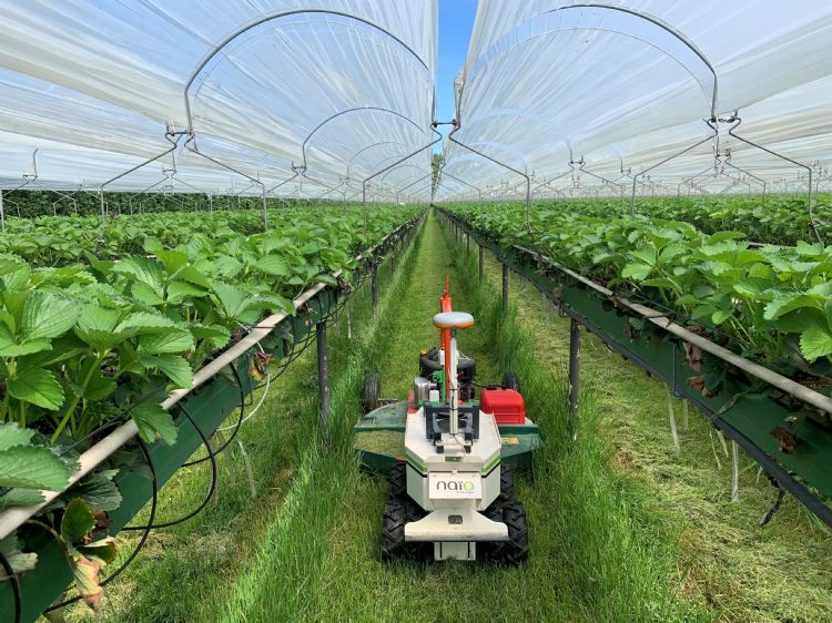 De Oz van Naïo kan ook zonder toezicht maaien. Het is een multifunctionele werktuigendrager. De Oz van Naïo kan ook zonder toezicht maaien. Het is een multifunctionele werktuigendrager.