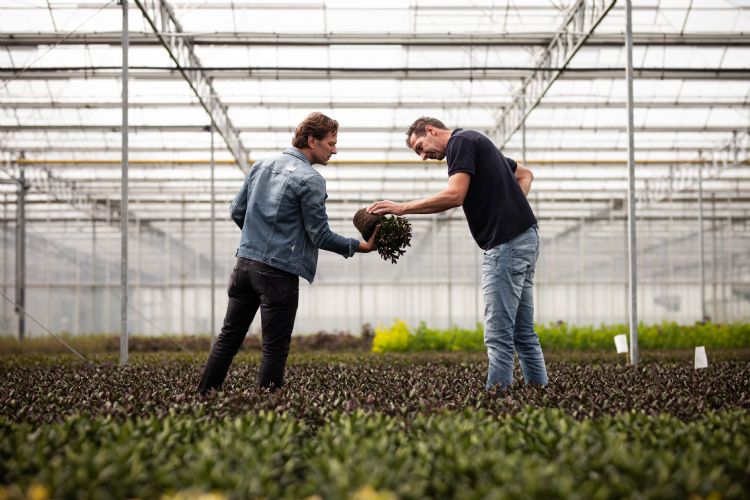 Dennis Colpa van Jiffy (links) en teler Hendrik Out houden de vinger aan de pols bij de proef met <i>Hebe</i> in veenvrij substraat. Dennis Colpa van Jiffy (links) en teler Hendrik Out houden de vinger aan de pols bij de proef met <i>Hebe</i> in veenvrij substraat.