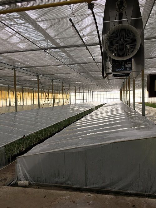 In een eigen klimaatcel verkent het bedrijf de mogelijkheden voor meerlaagse opkweek onder full ledlicht. In een eigen klimaatcel verkent het bedrijf de mogelijkheden voor meerlaagse opkweek onder full ledlicht.