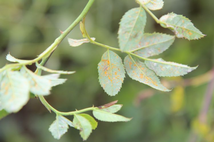 Door roest aangetast blad. Na half augustus hoeft de schimmel niet meer actief bestreden te worden. Door roest aangetast blad. Na half augustus hoeft de schimmel niet meer actief bestreden te worden.
