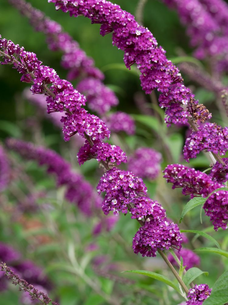 Buddleja Berries and Cream