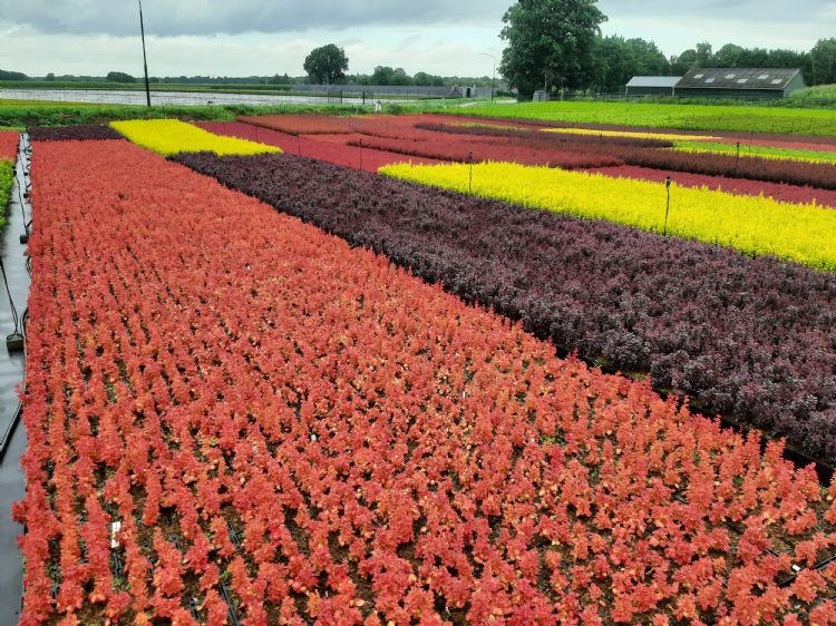 Groen is leven. Groen is leven.