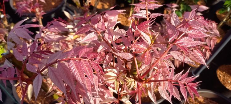 Toona sinensis 'Flamingo'