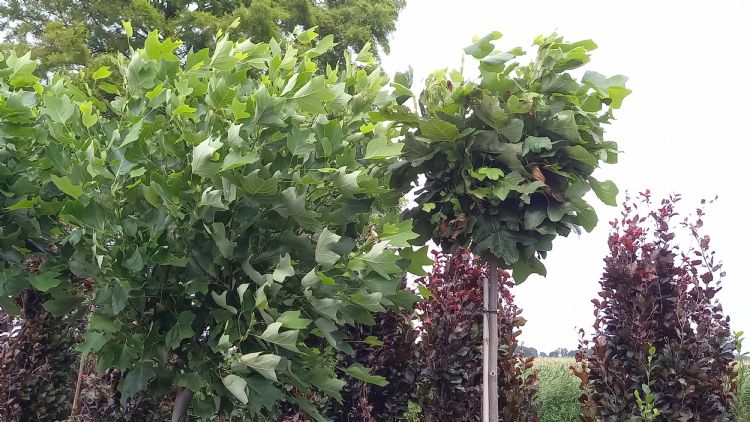 Liriodendron tulipifera bolvorm 'Edward Gursztyn' en een selectie zonder naam