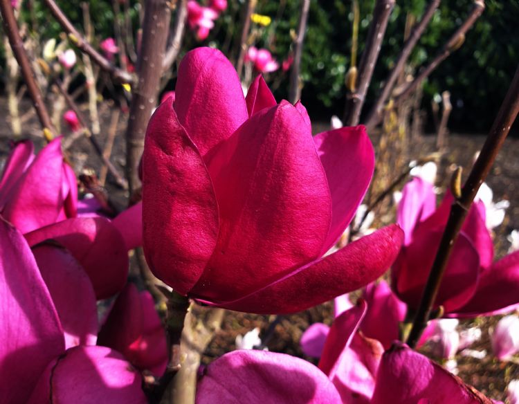 <i>Magnolia</i> 'Pink Pyramid' ('MGPIN2010'PBR) <i>Magnolia</i> 'Pink Pyramid' ('MGPIN2010'PBR)
