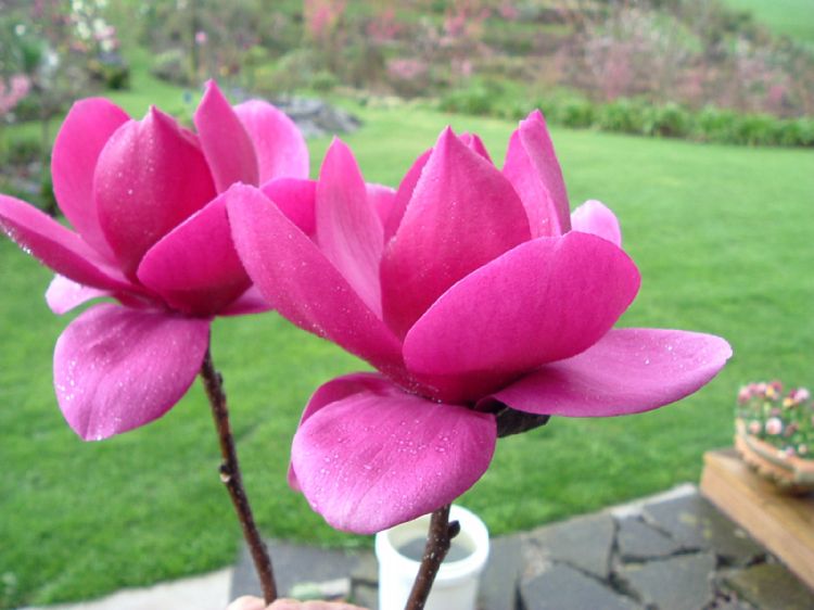 <i>Magnolia</i> 'Cleopatra' PBR <i>Magnolia</i> 'Cleopatra' PBR