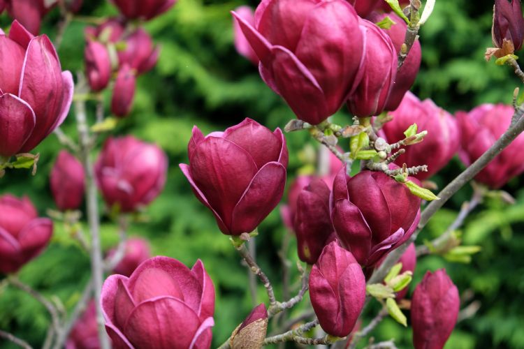 <i>Magnolia</i> 'Genie' PBR <i>Magnolia</i> 'Genie' PBR