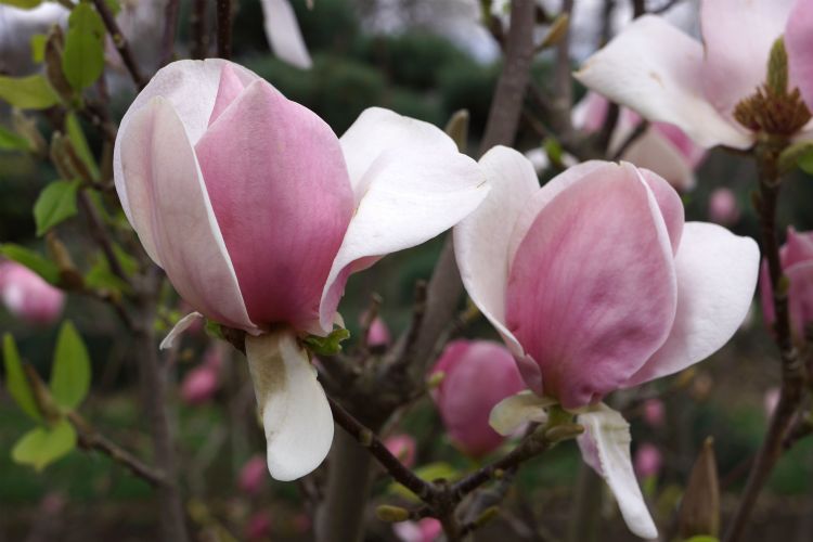 <i>Magnolia</i> 'Cameo' PBR <i>Magnolia</i> 'Cameo' PBR