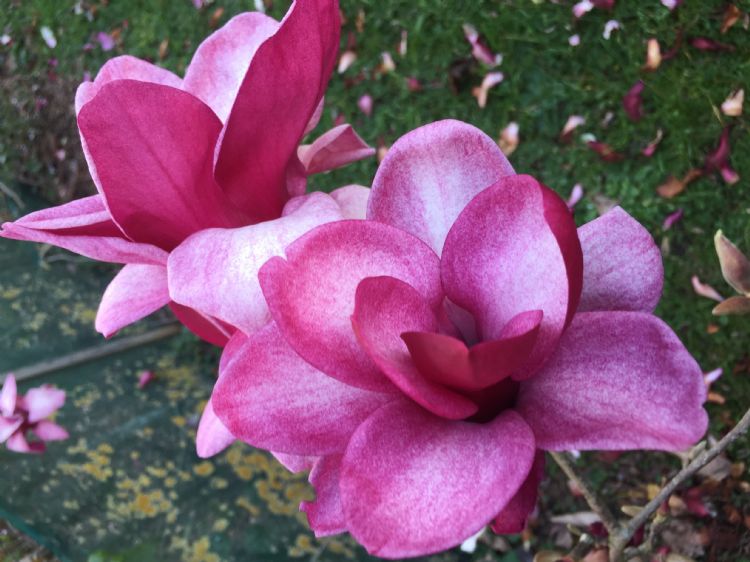 <i>Magnolia</i> 'Starburst' ('MGST2009'PBR) <i>Magnolia</i> 'Starburst' ('MGST2009'PBR)