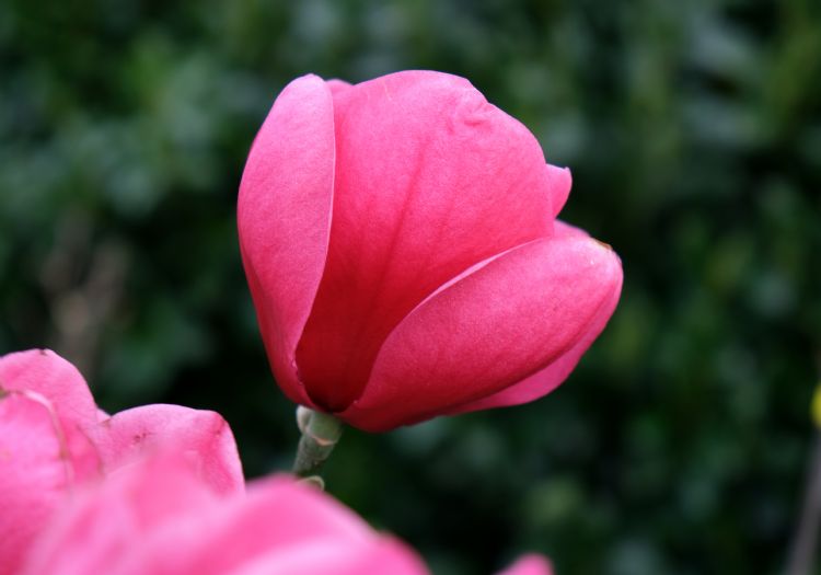 <i>Magnolia</i> 'Watermelon' ('MGW2011b'PBR) <i>Magnolia</i> 'Watermelon' ('MGW2011b'PBR)