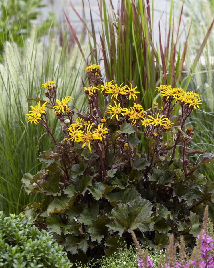 <i>Ligularia dentata</i> Censation 'Little Golden Ray'