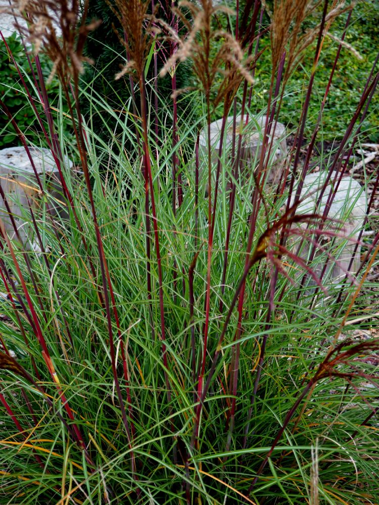 <i>Miscanthus sinensis</i> 'Serengeti'