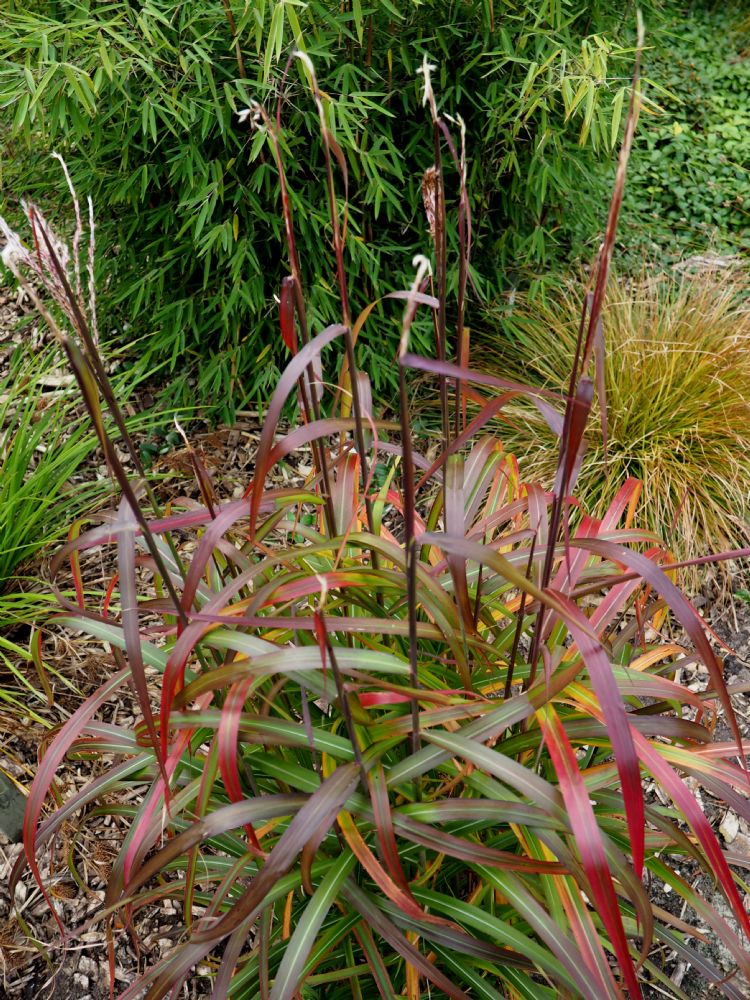 <i>Miscanthus sinensis</i> 'Navajo'