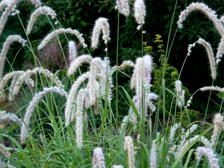 <i>Pennisetum orientale</i> Censation 'Maxima'