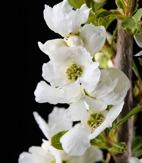 <i>Exochorda</i> 'Magical Spring Time'