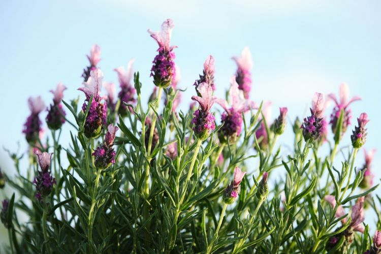 <i>Lavandula</i> 'Magical Posy Pink'