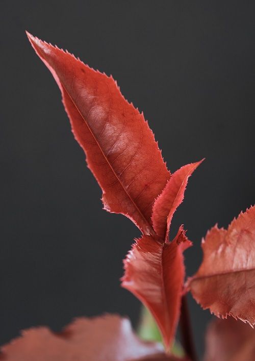 <i>Photinia</i> 'Magical Volcano'