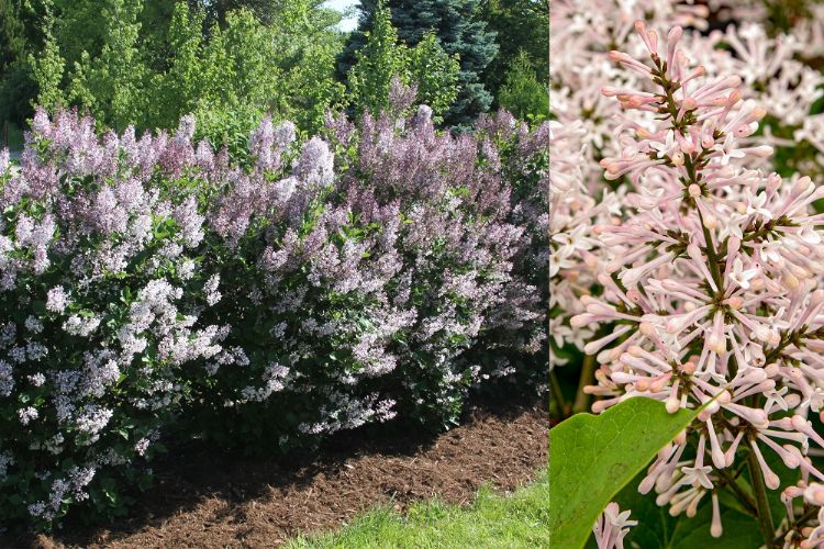 <i>Syringa</i> 'Magical Dream Cloud'