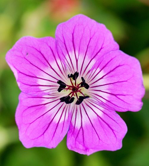 <i>Geranium</i> 'Kelly-Anne' PBR EU 20200953