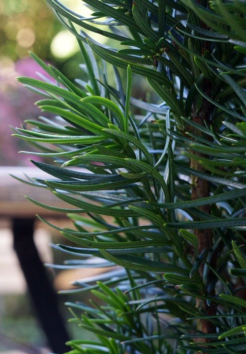 <i>Taxus baccata</i> 'Exotica' ('Her2009T06'PBR) EU 48976