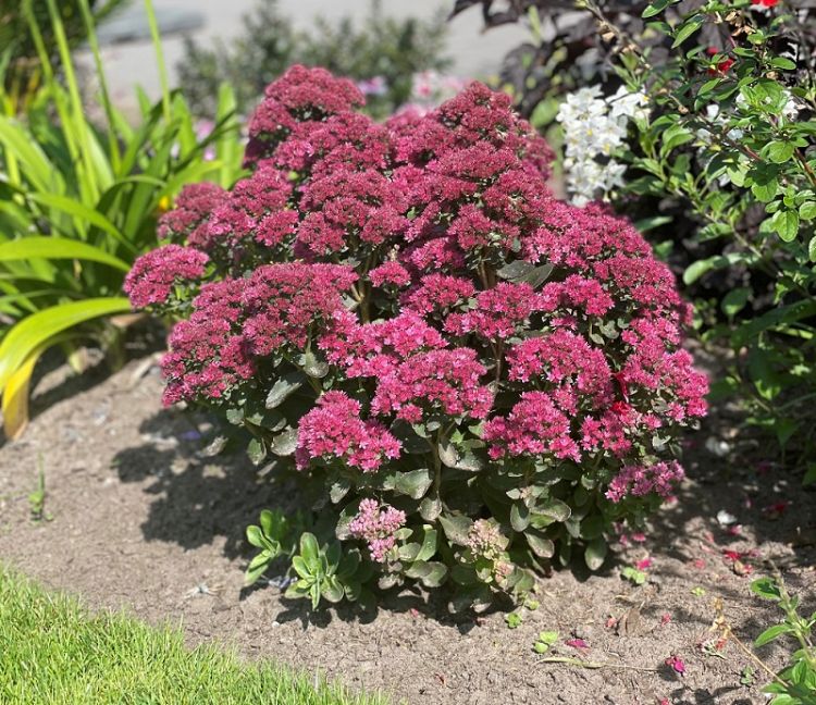 <i>Sedum</i> 'Bloody Mary' (De-Weet-Compact-Rood)