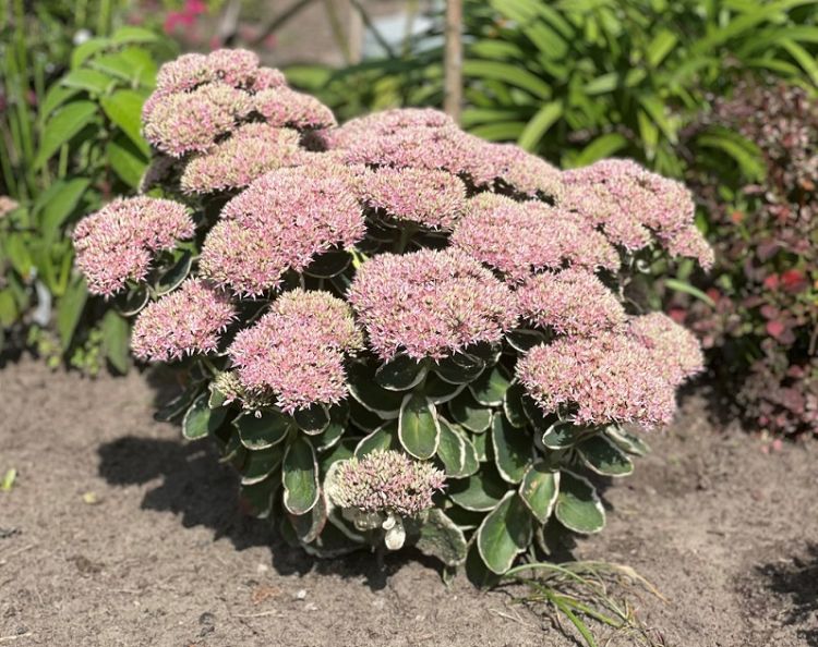 <i>Sedum</i> 'Pina Colada' (De-Weet-Bont)