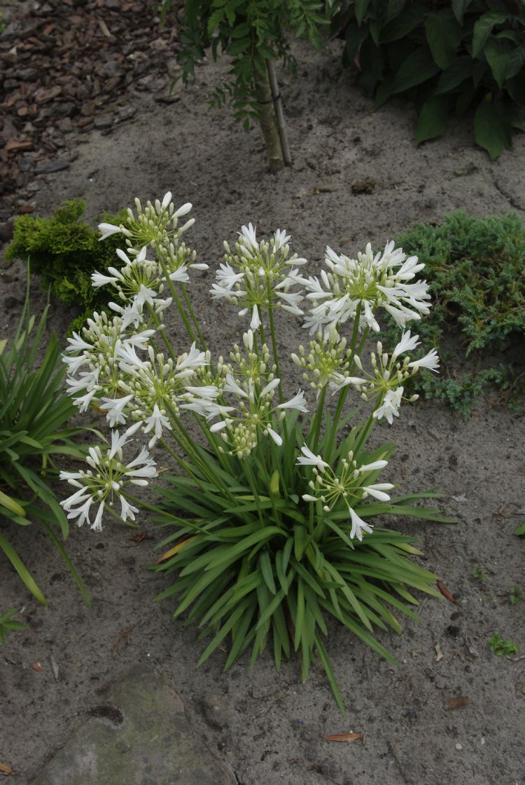 <i>Agapanthus</i> 'Mi Casa'