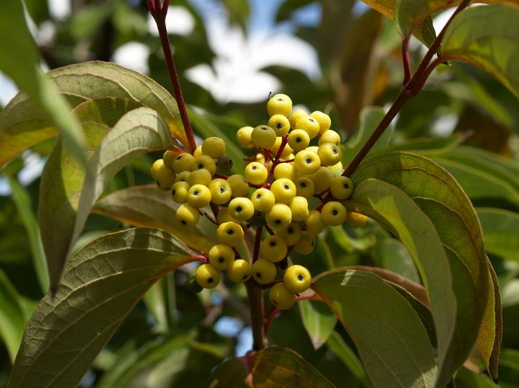 <i>Cornus drum.</i> 'Sunshiny Drops' ('Henval1801') EUPBR 2019/0617