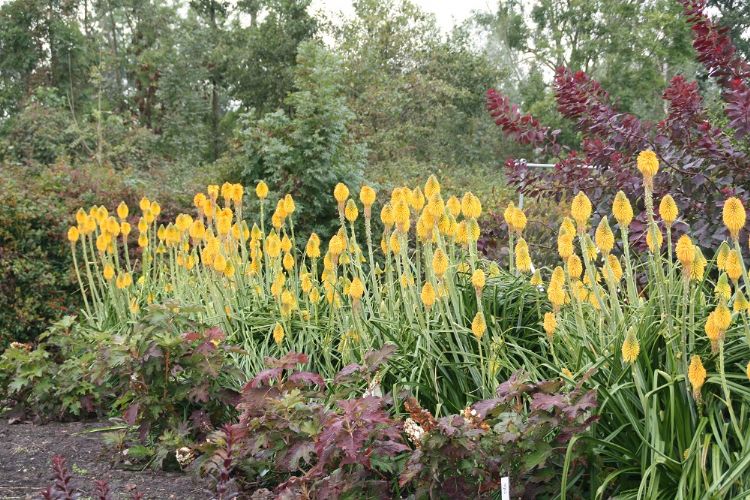 <i>Kniphofia</i> 'Happy Halloween' EUPBR 58366