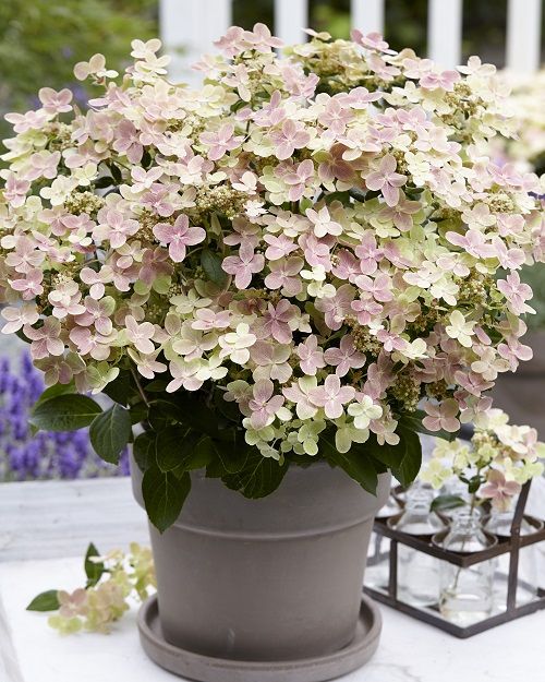 <i>Hydrangea paniculata</i> Breg14 (Polestar) PBR