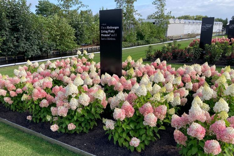 <i>Hydrangea paniculata</i> 'LC NO12' (Living Pinky Promise)