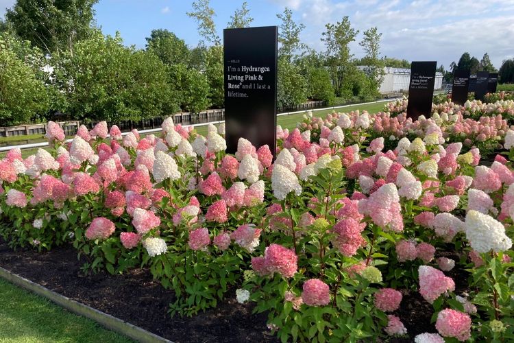 <i>Hydrangea paniculata</i> 'LC NO14' (Living Pink & Rose)