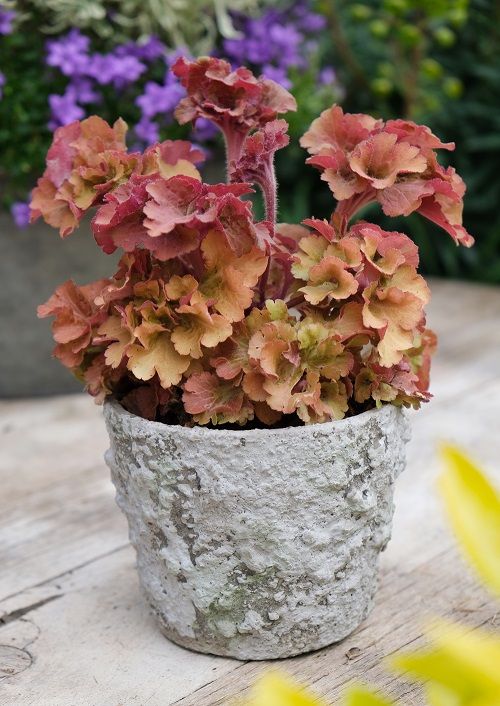 <i>Heuchera</i> 'Alchefril' (Frilly)