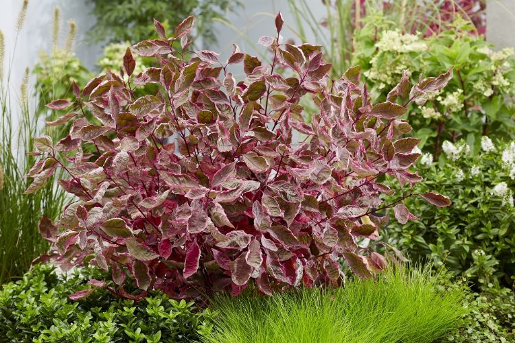 <i>Cornus alba</i> 'Verpaalen2' (Miracle) EU 20202630