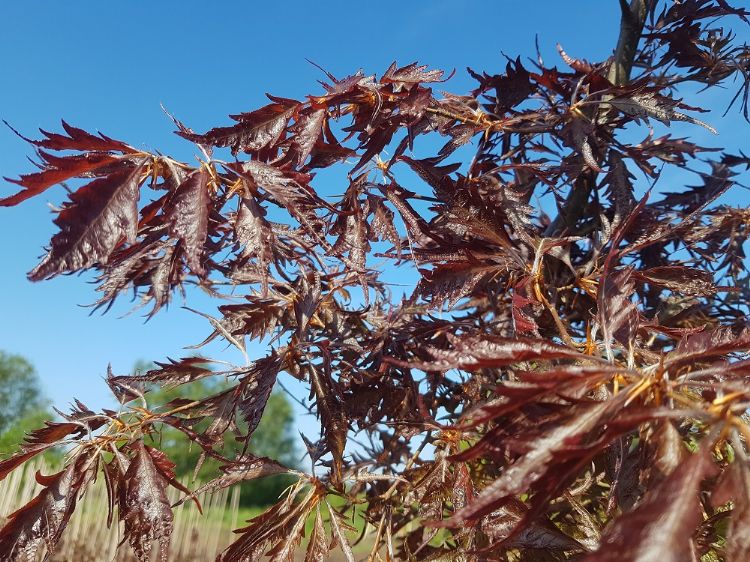 <i>Fagus sylvatica</i> 'Verschuurfag1' (Midnight Feather)