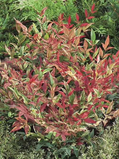 <i>Nandina domestica</i> 'NRL2015'(Red Light)