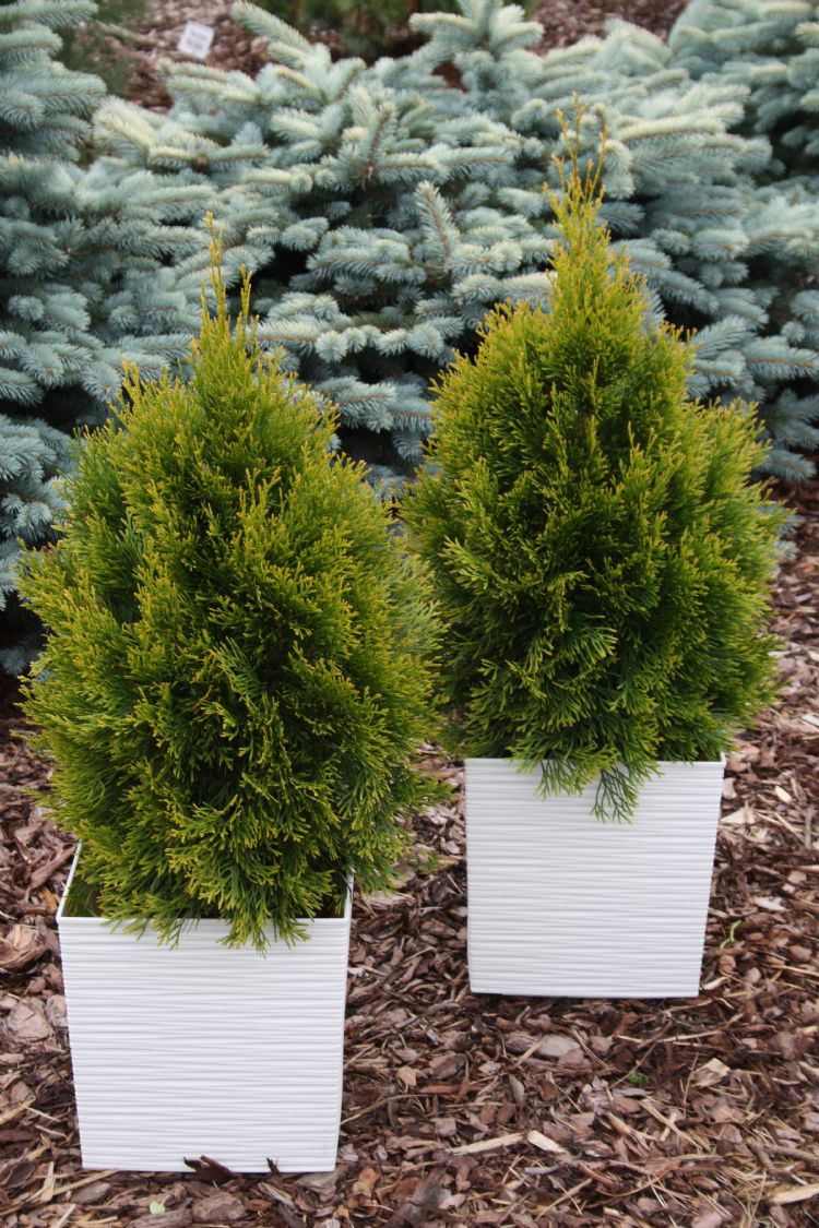 Thuja occidentalis 'Gilded Dress'