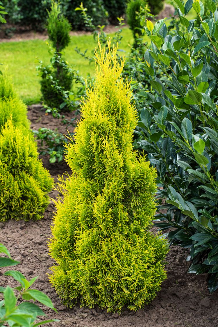 Thuja occidentalis 'Yellow Diamond'