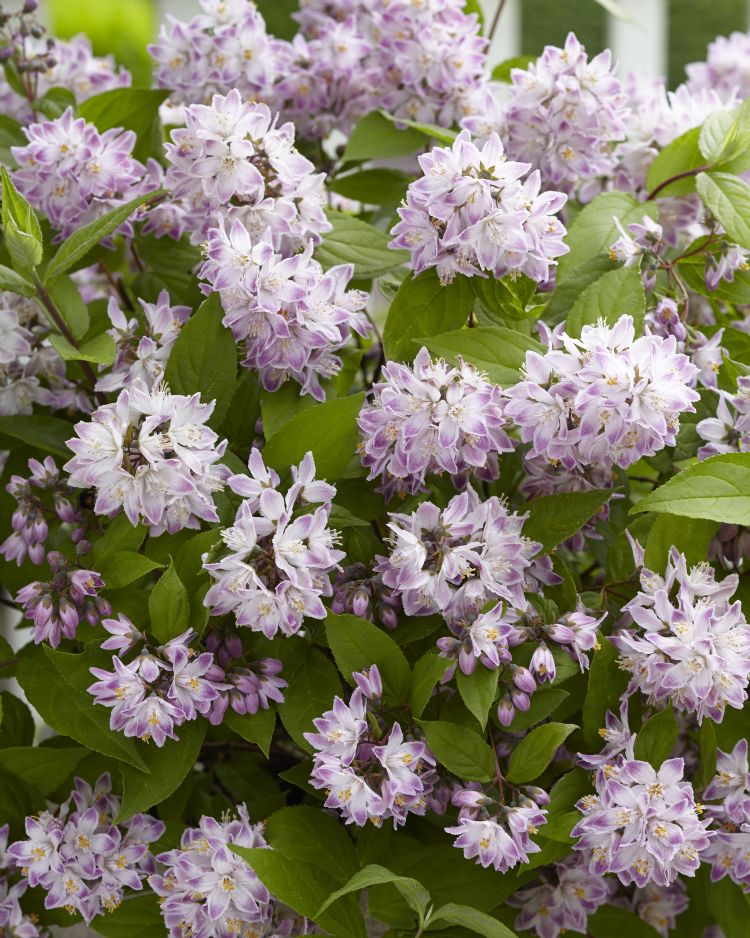 Deutzia Raspberry Sundae