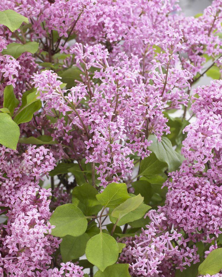 Syringa Flowerfesta Pink