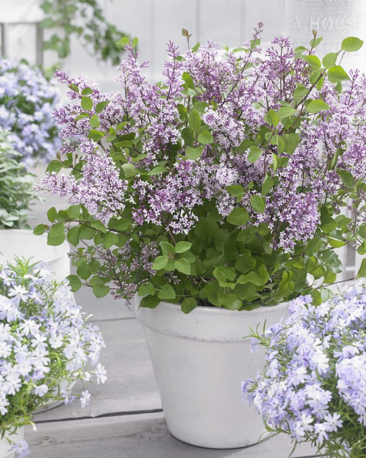 Syringa Flowerfesta Purple