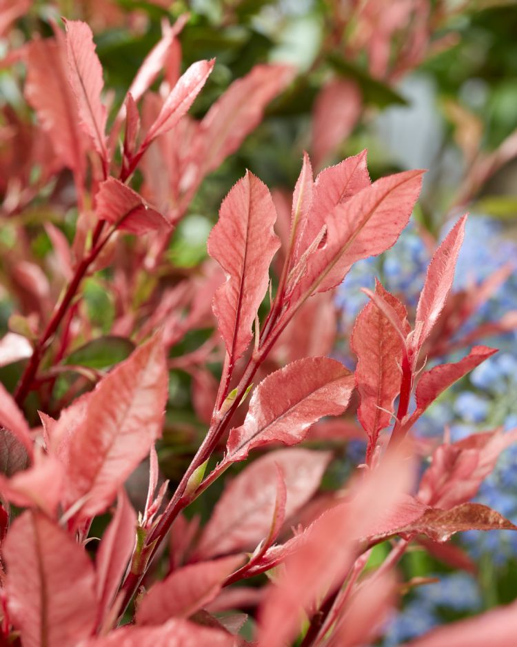 Photinia Little Fenna