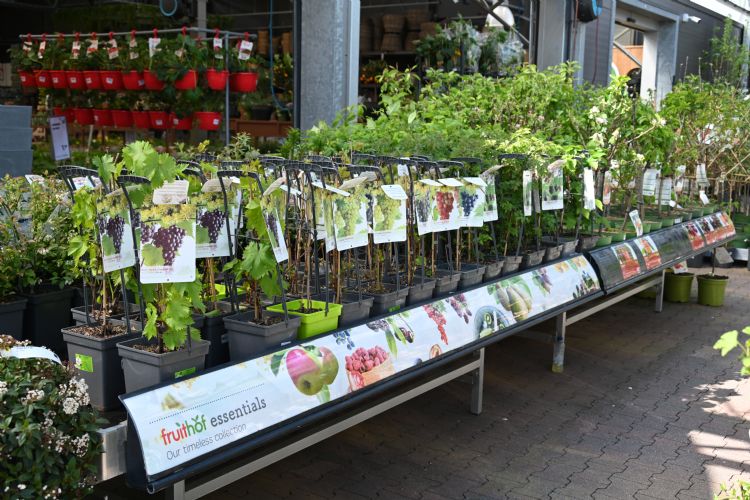 Fruitplanten met een effectieve presentatie Fruitplanten met een effectieve presentatie